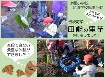 伝統野菜の「里芋」の収穫の様子