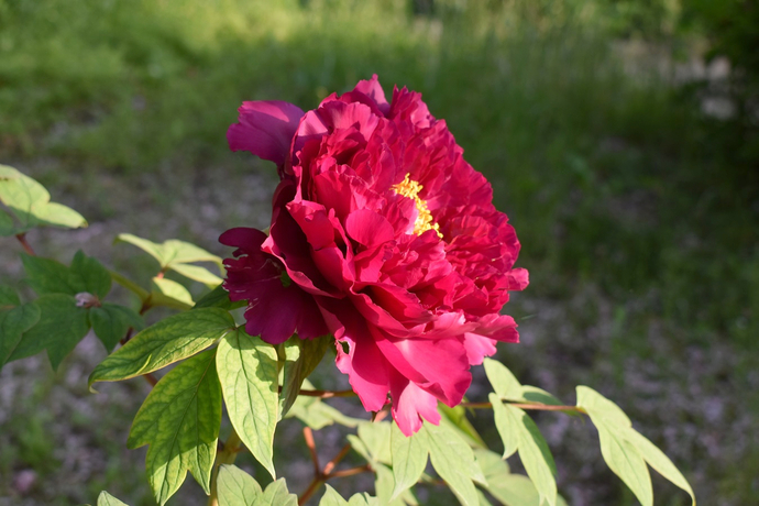 農業公園ボタンの花1