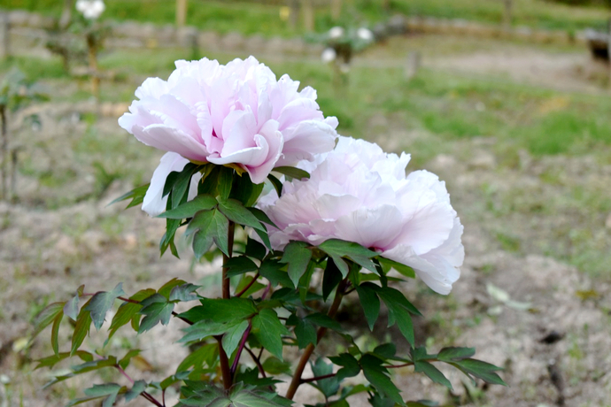 農業公園ボタンの花2