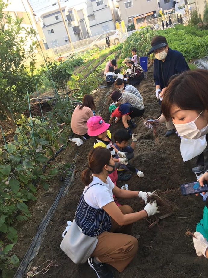 芋ほりの様子