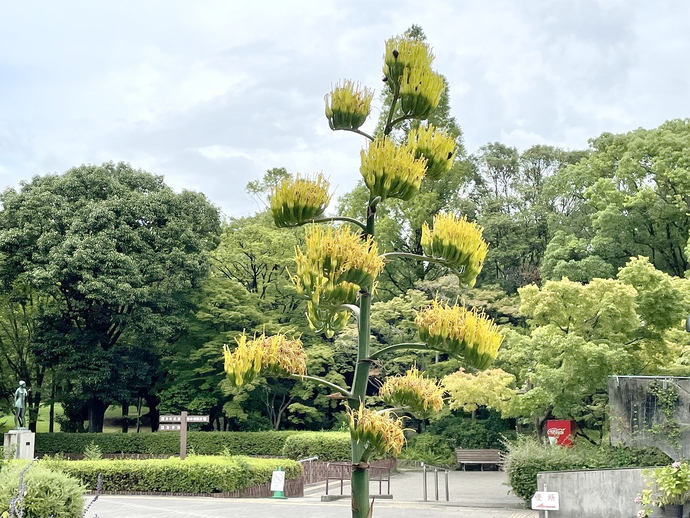 上坂部西公園の鎧獅子の写真1