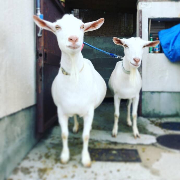 南武庫之荘のおうちで飼われてるヤギ