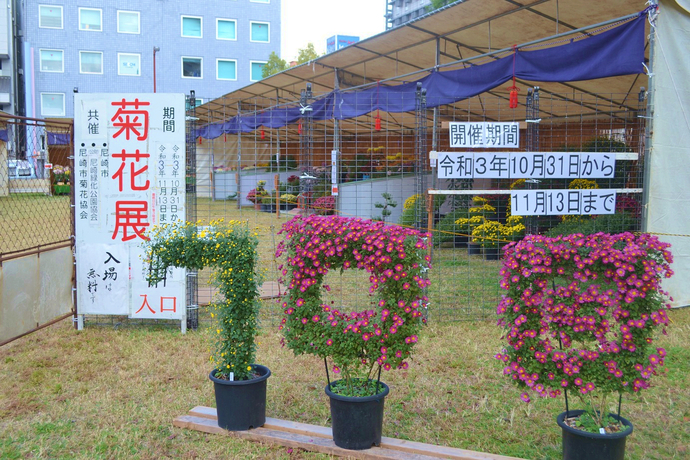 尼崎菊花展の写真3