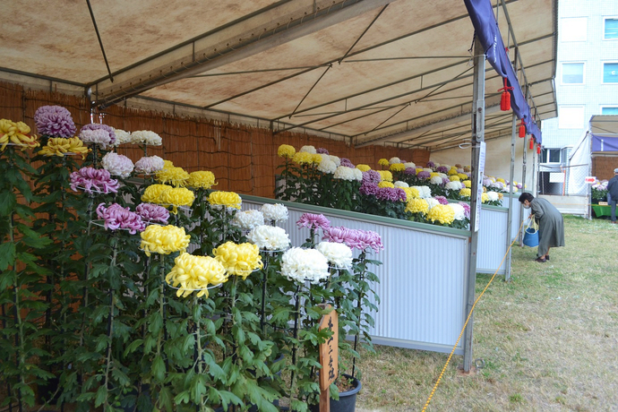 尼崎菊花展の写真1