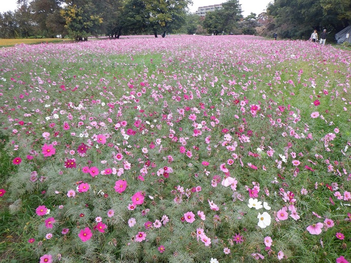 武庫川髭の渡しコスモス園の写真1