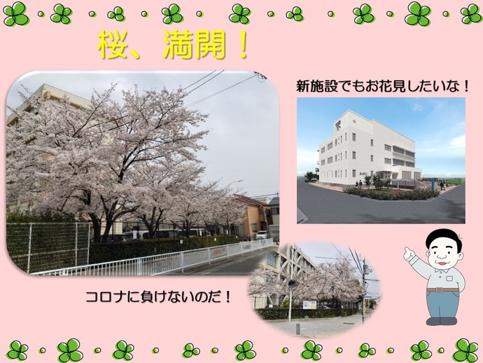 桜と新庁舎