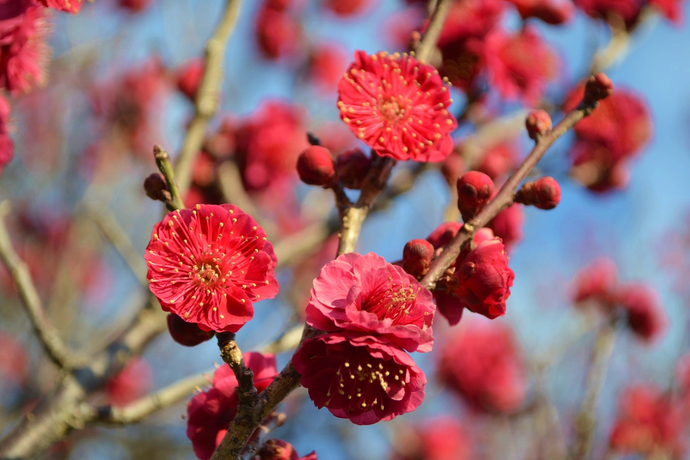 農業公園梅の写真1