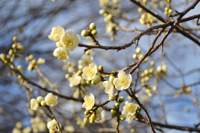 農業公園梅の写真2