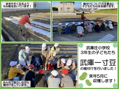 一寸豆の植付けの様子