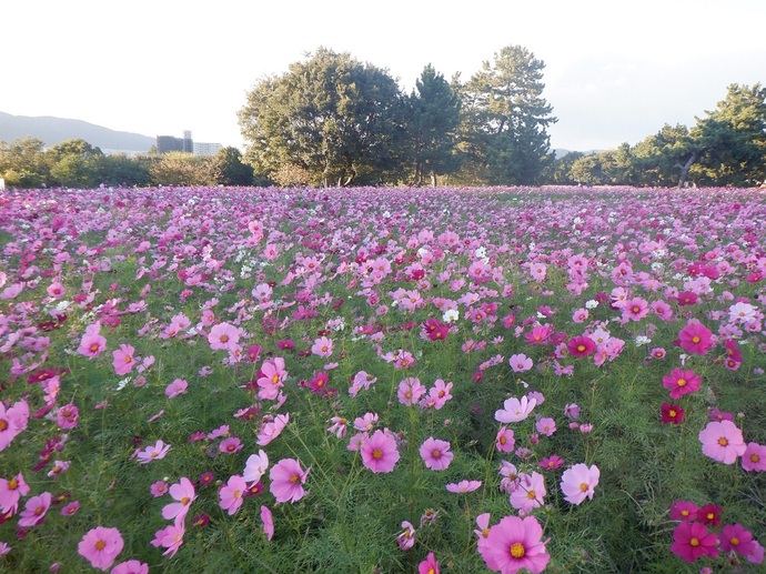 武庫川髭の渡しコスモス園の写真3