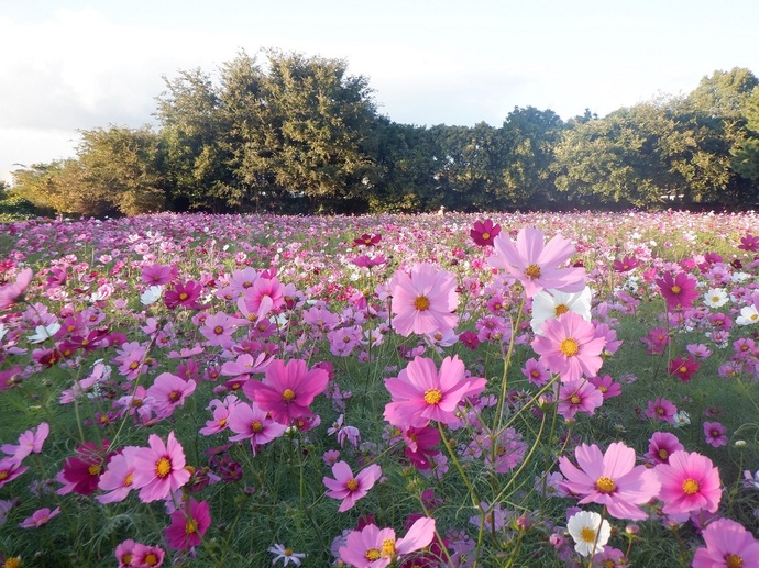 武庫川髭の渡しコスモス園の写真1