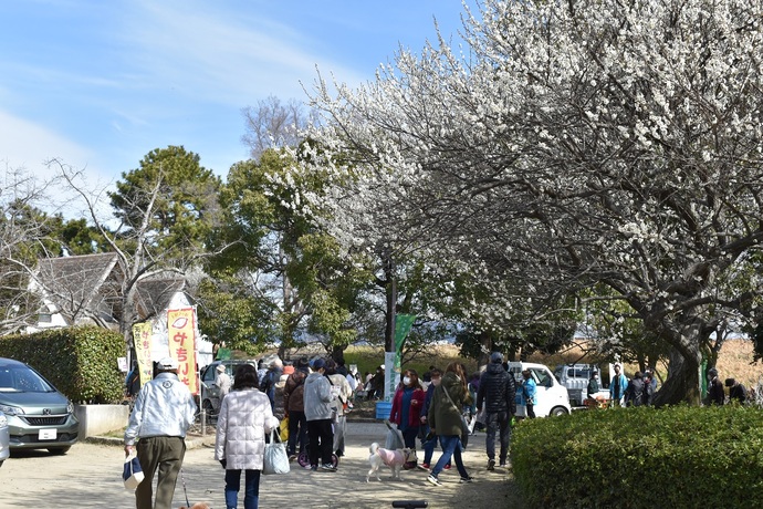 農業公園梅まつりの写真