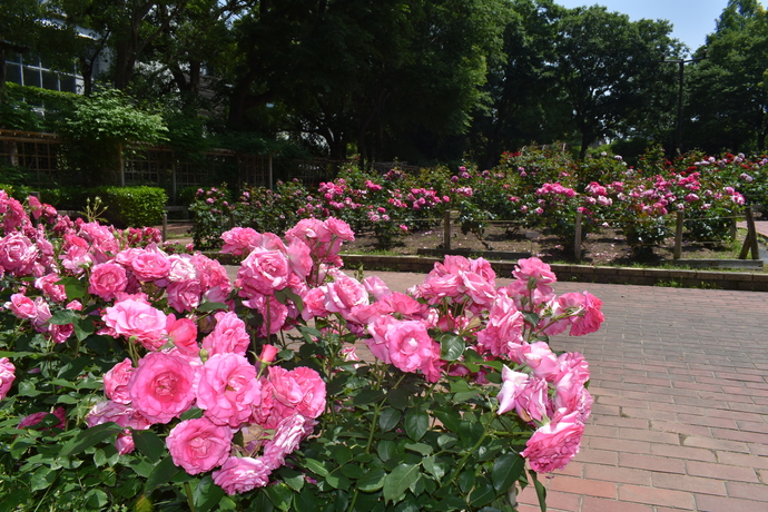 大井戸公園のバラが咲いている様子