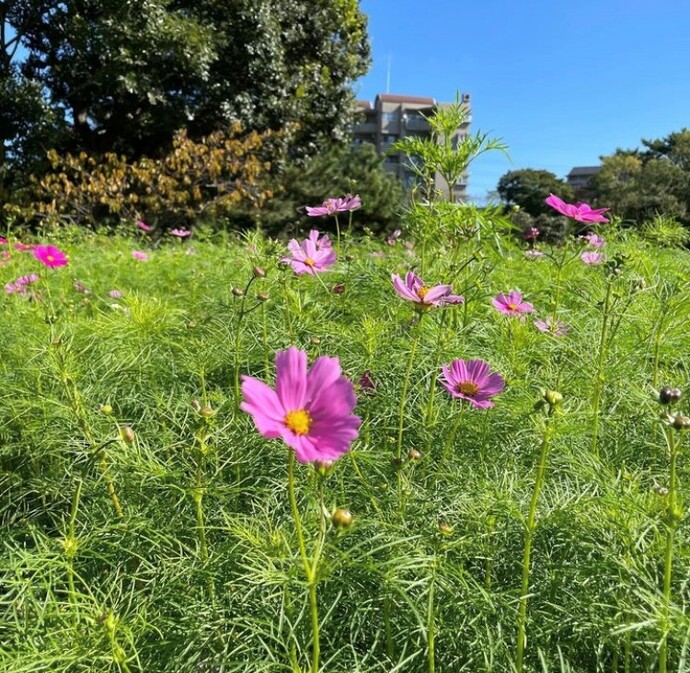 10月14日のコスモス園のようす