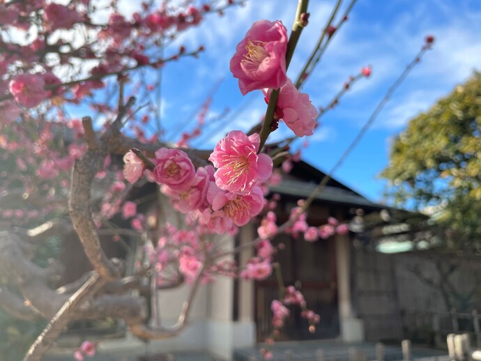 宮内公園の梅