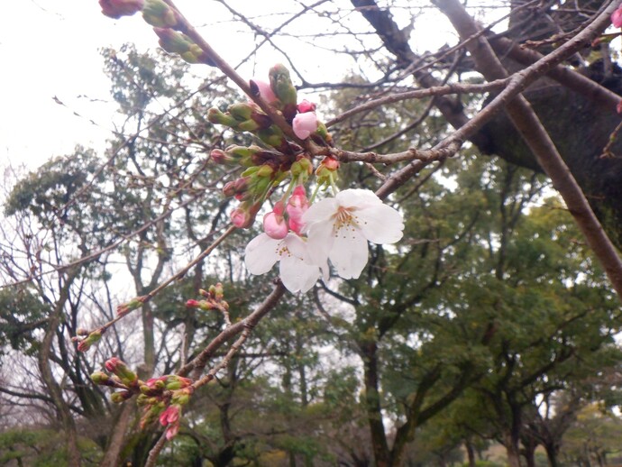 西武庫公園の桜
