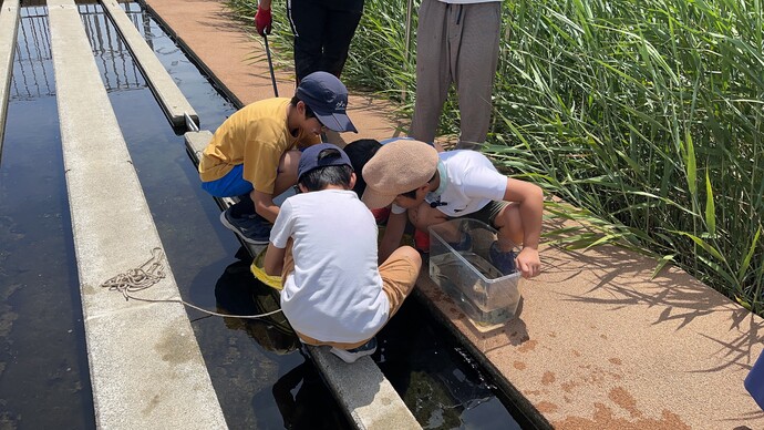 子どもたちが魚などを網から水槽に移している写真
