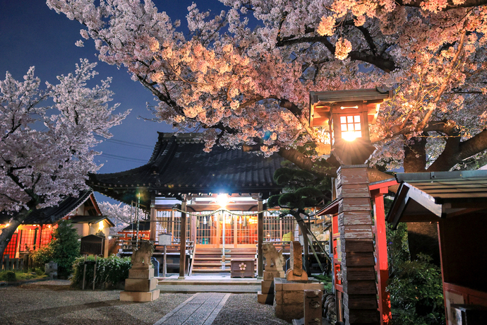 薫る夜桜