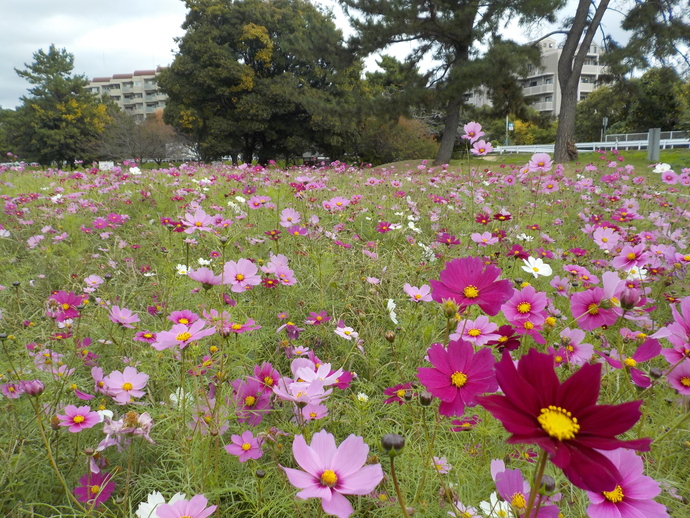 コスモス情報（令和6年度）｜尼崎市公式ホームページ