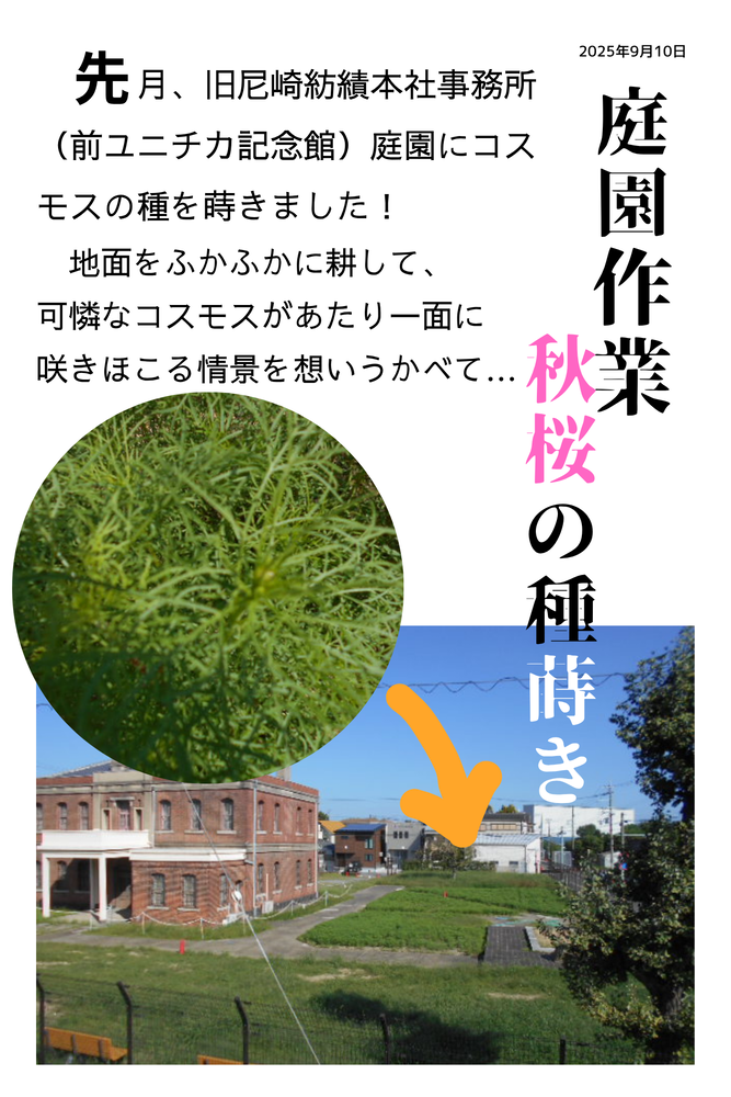 庭園の写真（秋桜）