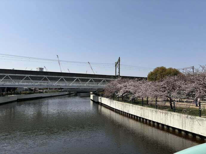 明倫橋からとった桜の様子