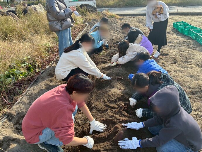 芋ほりの様子
