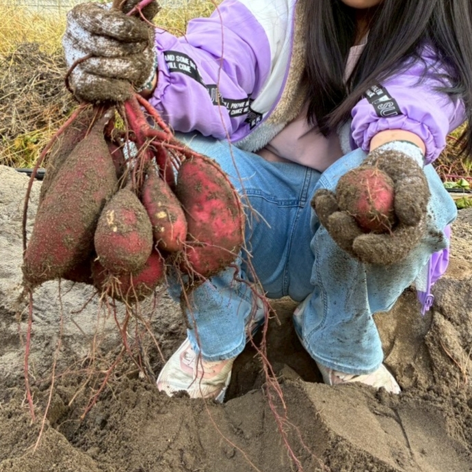芋ほりの様子