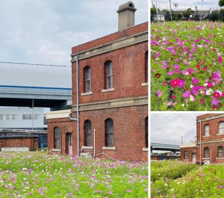 071107ユニチカコスモス