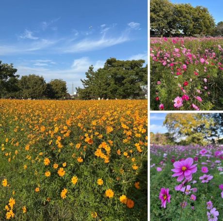 071108武庫川コスモス