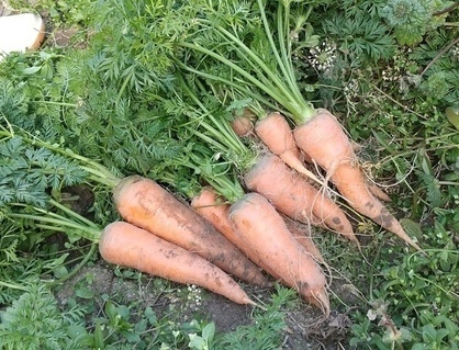 あまやさいのにんじんの写真