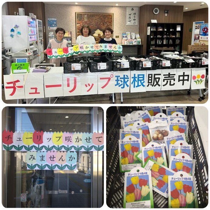 チューリップ球根等販売