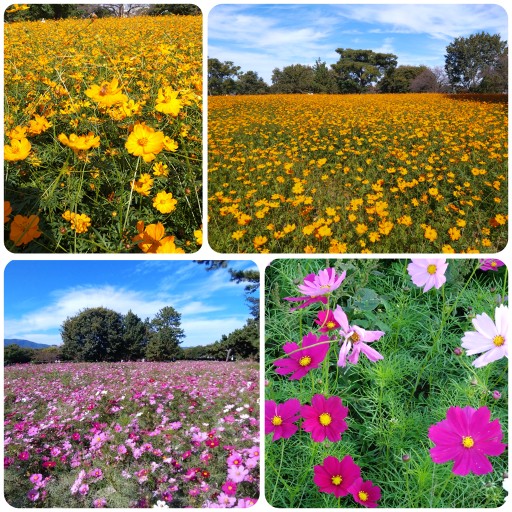 武庫川髭の渡しコスモス園