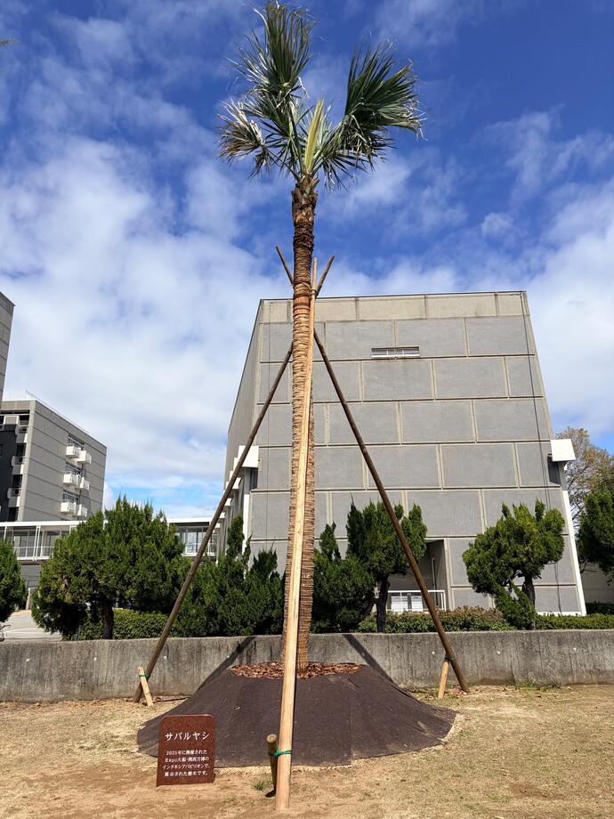 サバルヤシのお披露目と記念碑の設置風景