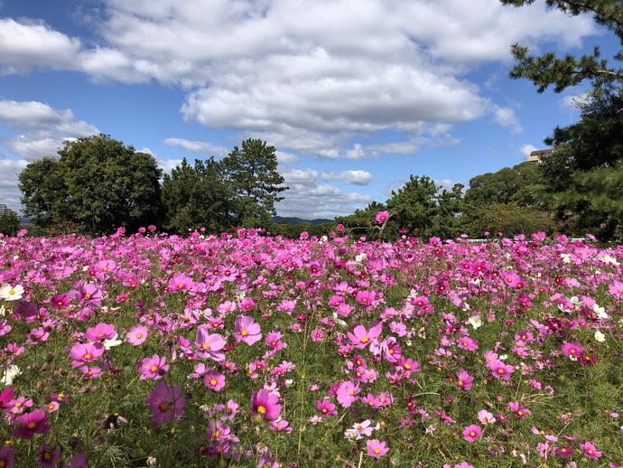武庫川髭の渡しコスモス園
