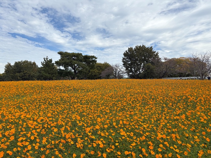 武庫川髭の渡しコスモス園