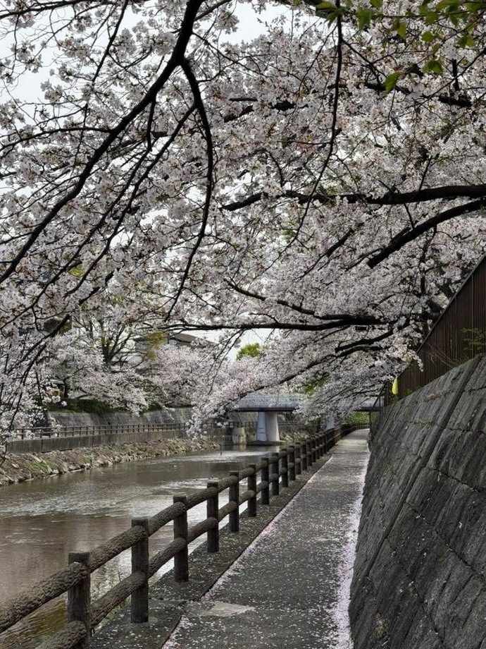 庄下川と桜（南塚口町7丁目）